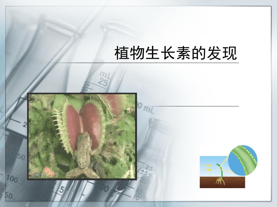 3.1 植物生长素的发现 课件(人教版必修三)_第1页