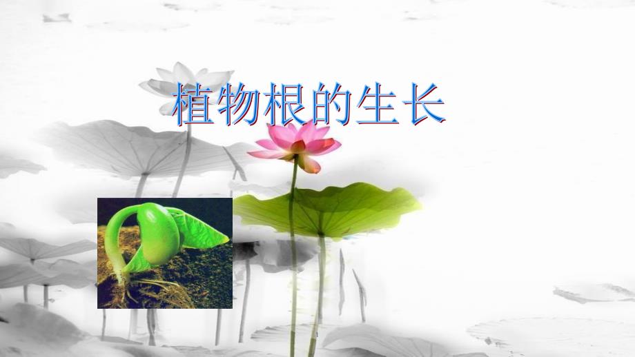 七年级生物上册 3.5.2植物根的生长课件 （新版）苏教版_第1页