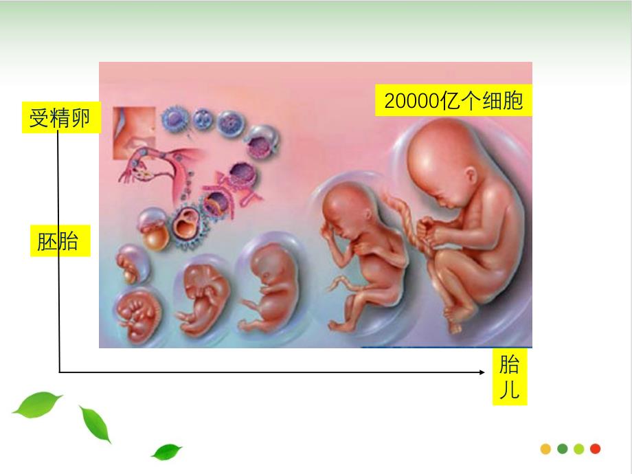 基因的选择性表达及表观遗传课件_第1页