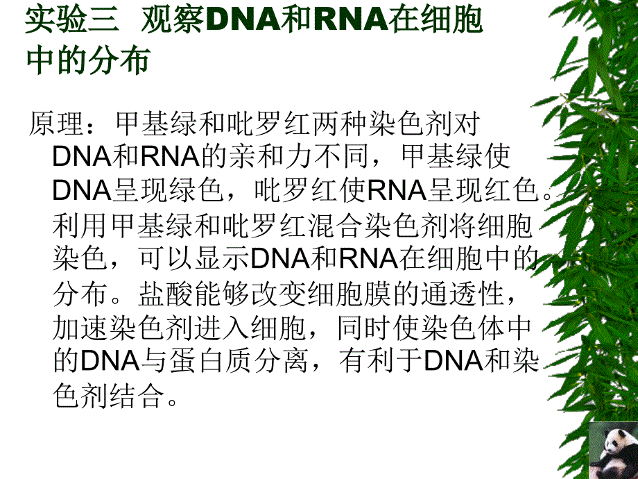 观察细胞中DNA和RNA的分布_第1页