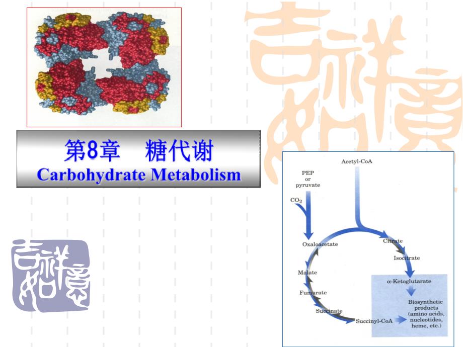 动物生物化学+8+糖类代谢课件_第1页