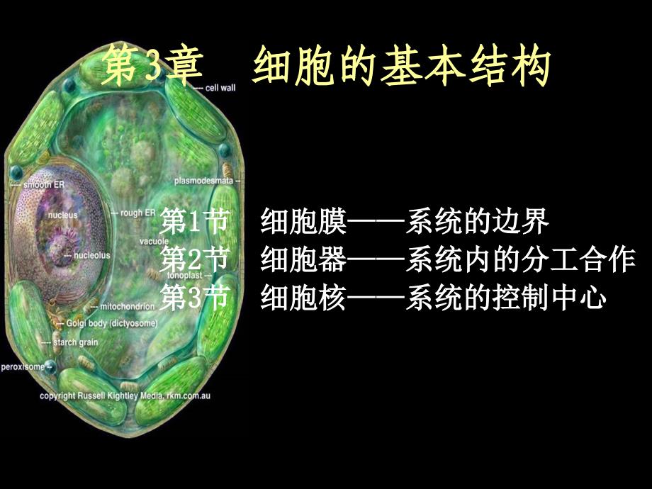 3.2 细胞器——系统内的分工合作_第1页