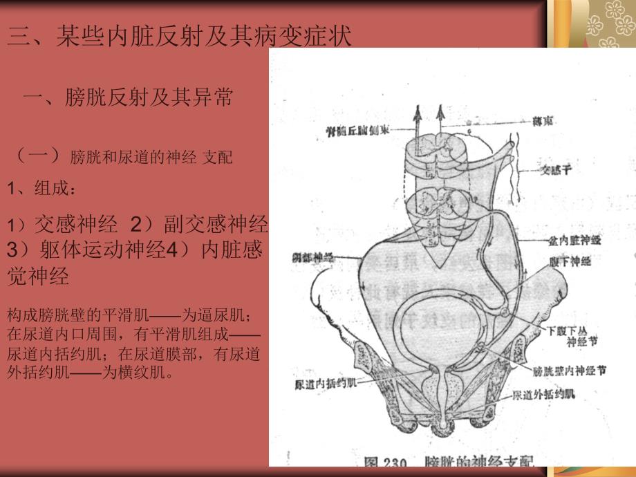 内脏反射与症状课件_第1页