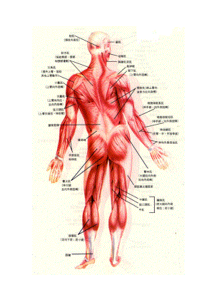 人体部位及肌肉英汉对照