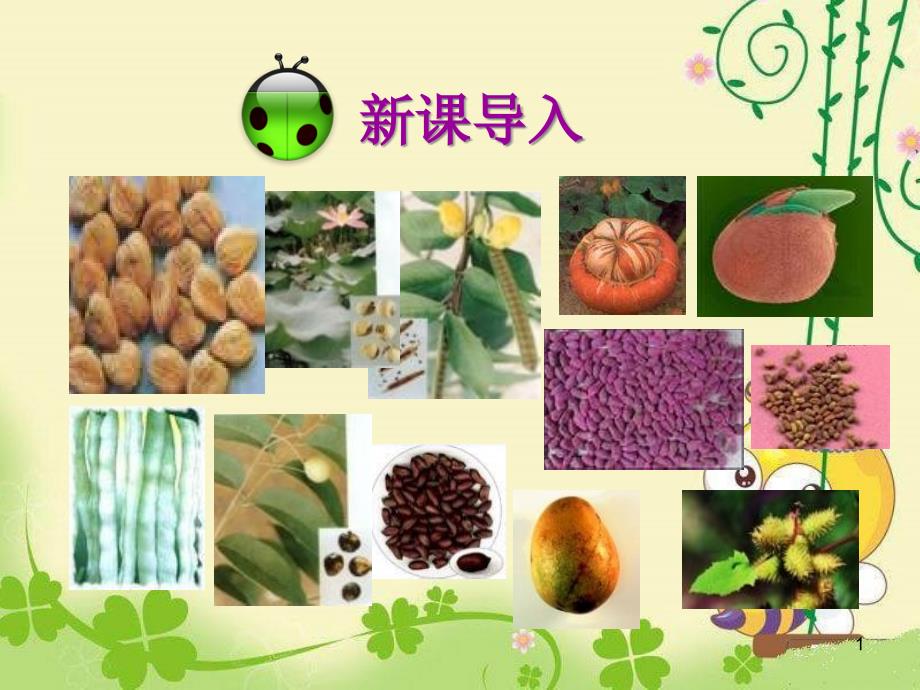 《种子植物》教学课件_第1页