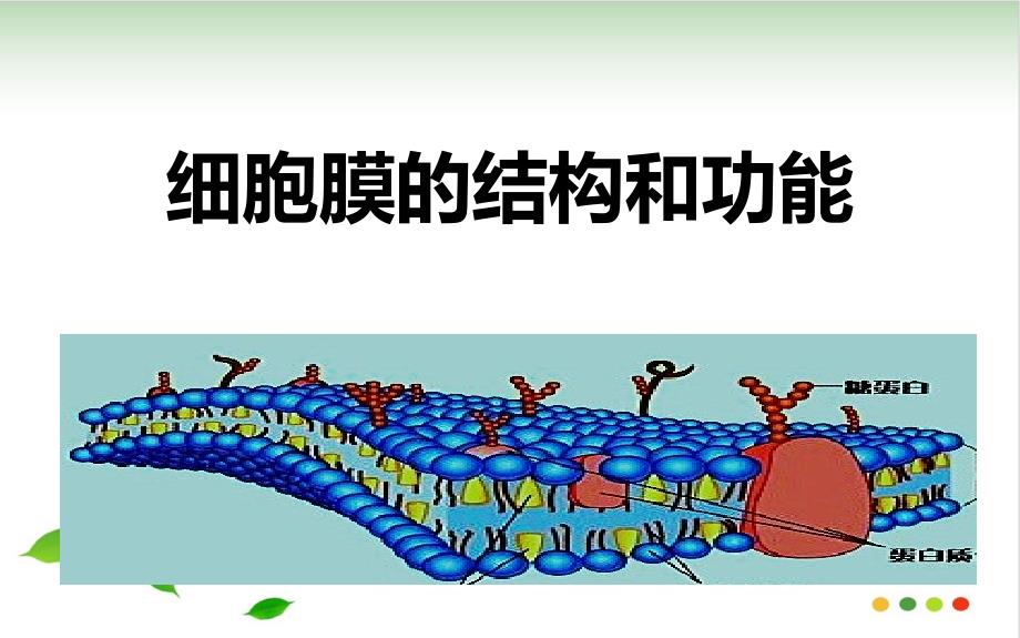 人教细胞膜的结构和功能课件_第1页