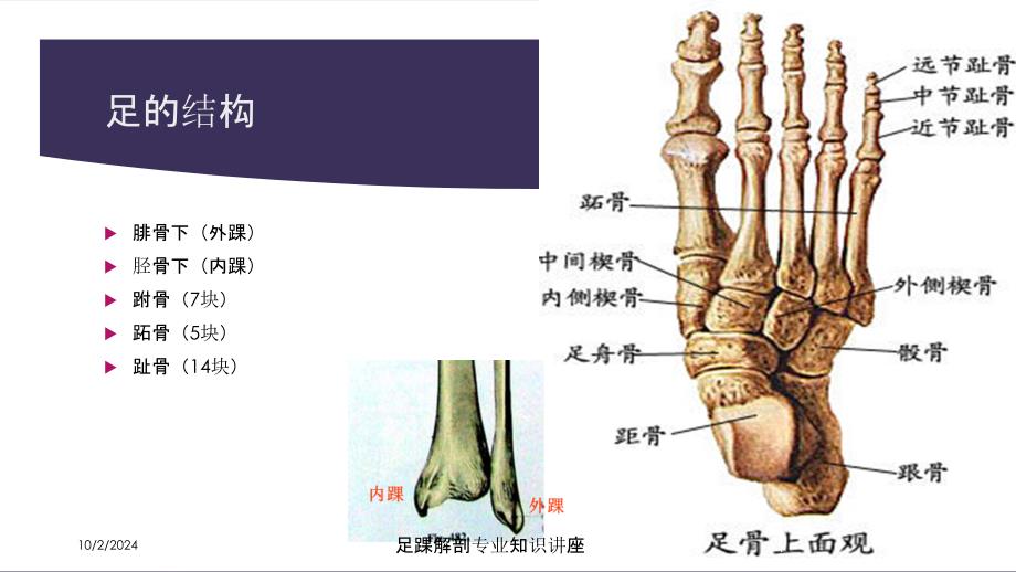 足踝解剖专业知识讲座培训课件_第1页