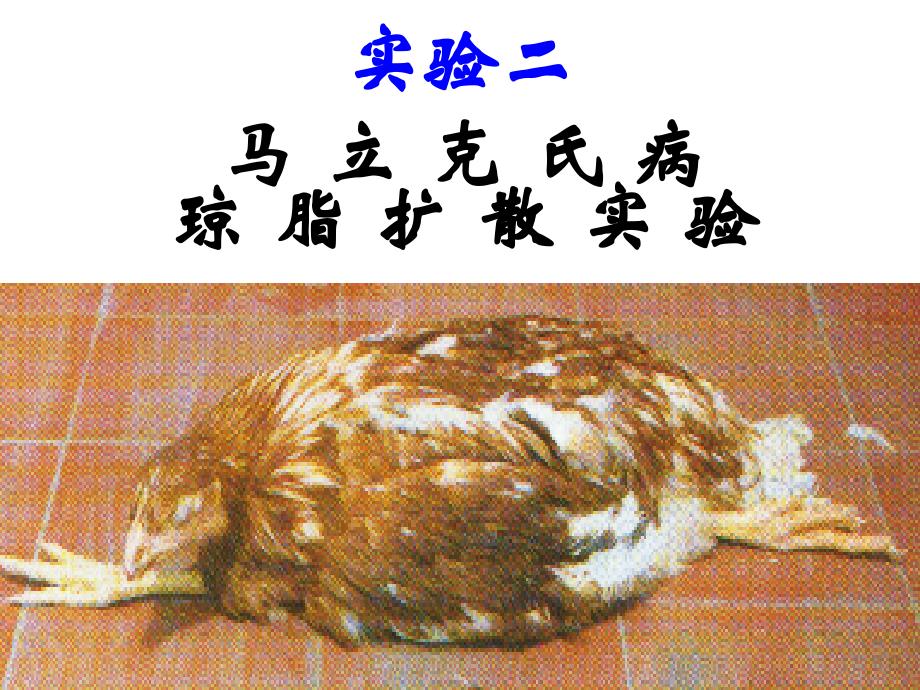 实验二-马立克氏病琼脂扩散实验_附件课件_第1页