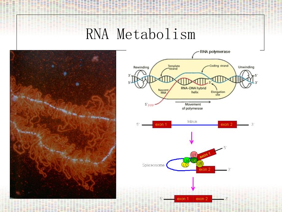 Lec19_RNA Metabolism-st_第1页