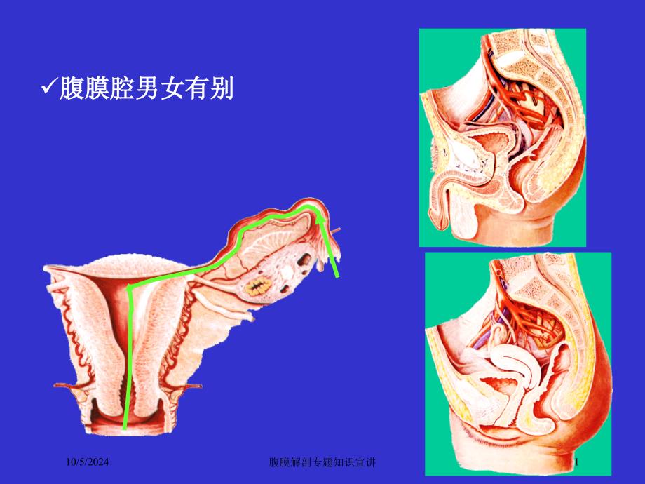 腹膜解剖专题知识宣讲培训课件_第1页