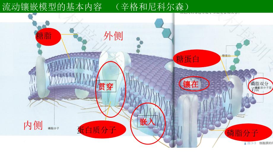 (新教材)高中生物《细胞器之间的分工合作》优质课件人教版1_第1页