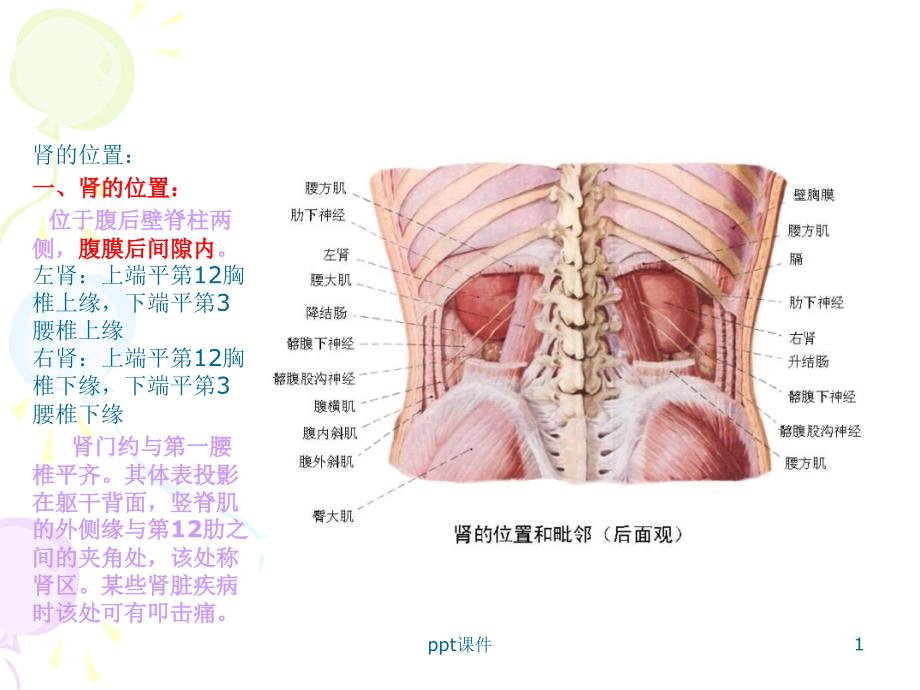 肾移植术的解剖--课件_第1页