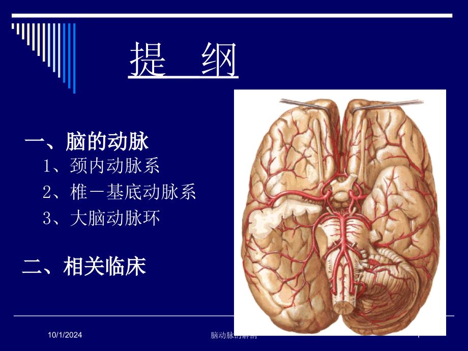 脑动脉的解剖培训课件_第1页