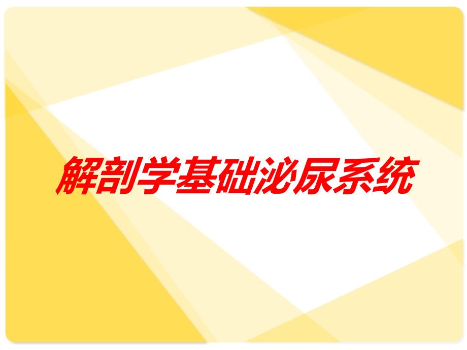 解剖学基础泌尿系统培训课件_第1页