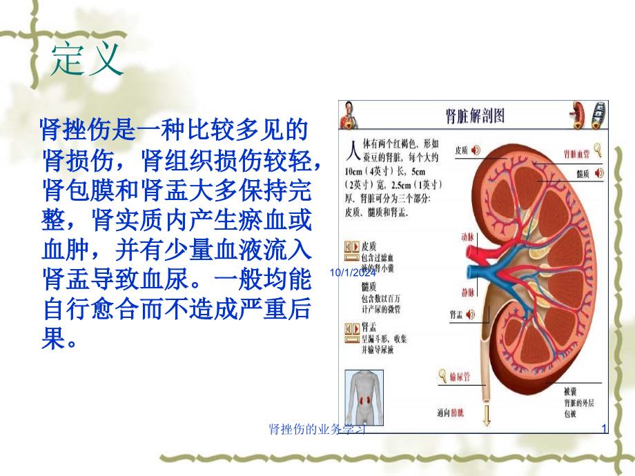 肾挫伤的业务学习培训课件_第1页