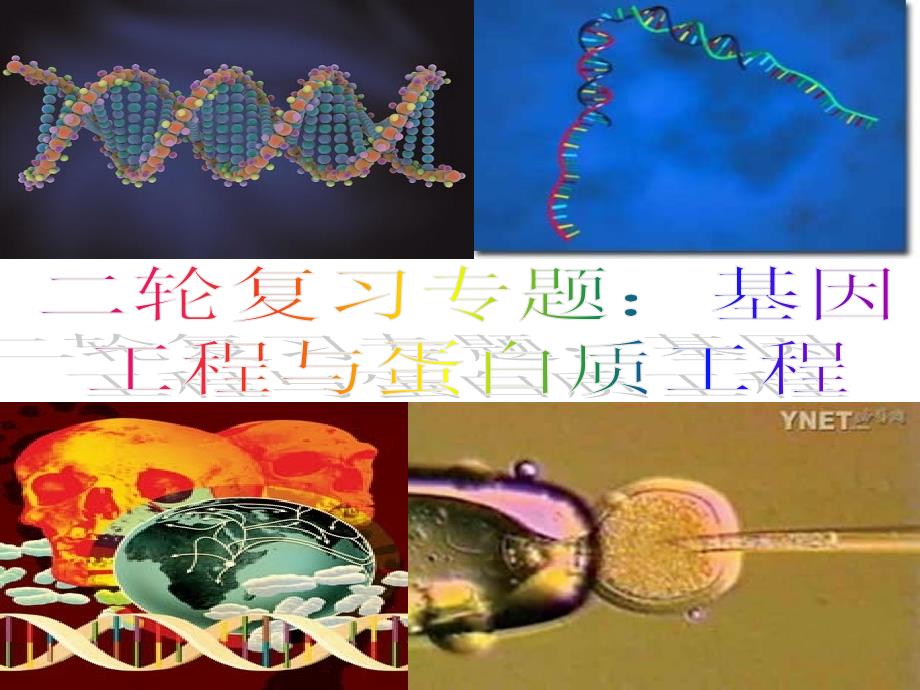 二轮复习：基因工程概要课件_第1页