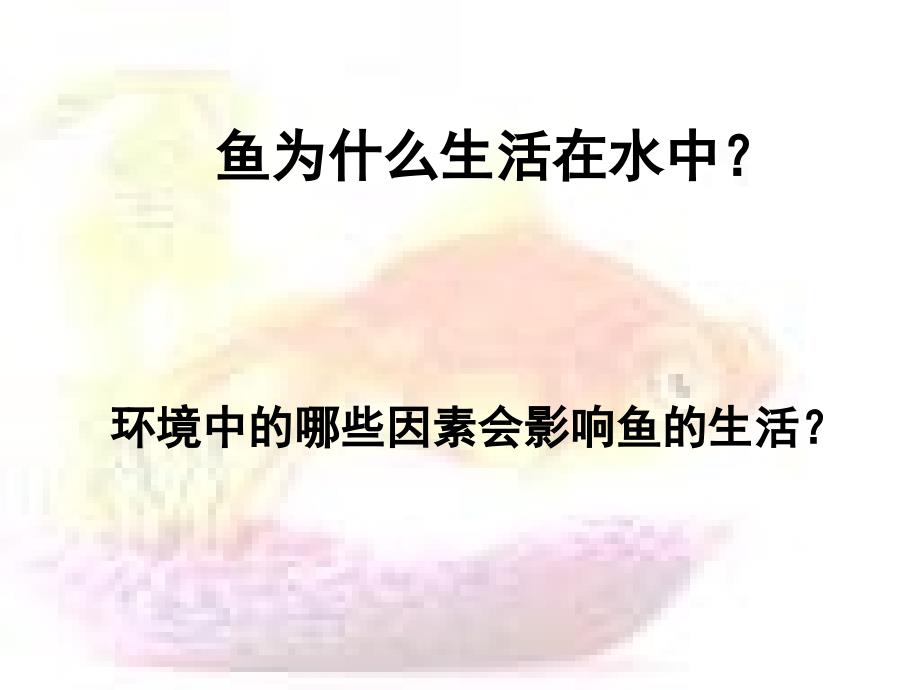 探究水温对金鱼呼吸的影响-共24张课件_第1页