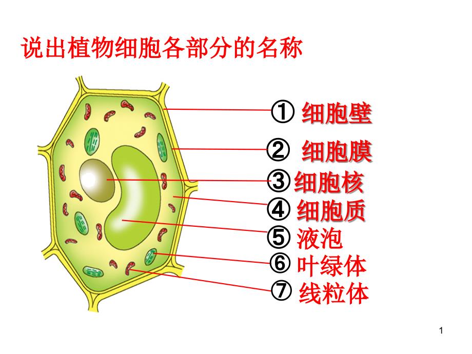 济南版第二节细胞的分裂和分化教学课件_第1页