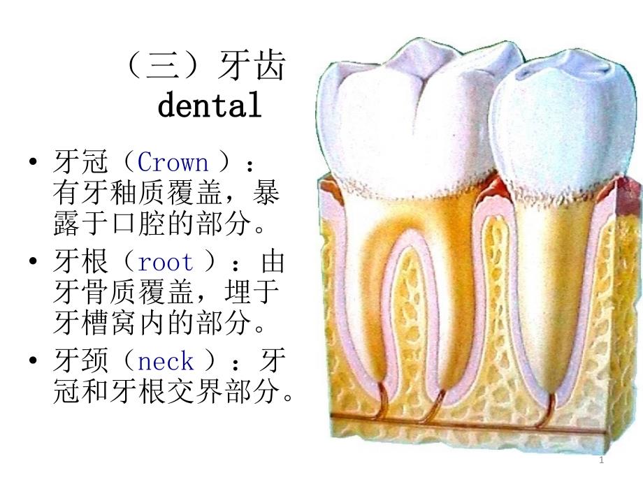 口腔科学重点_第1页