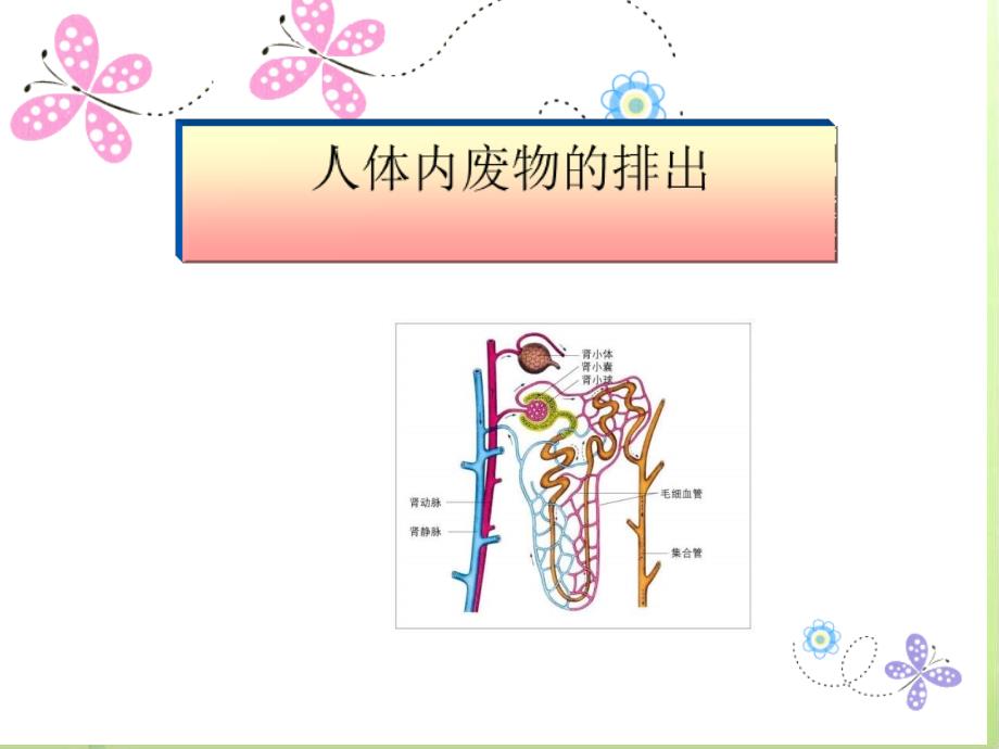 人体内废物的排出13-课件_第1页