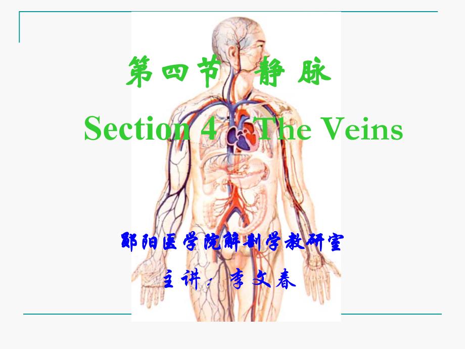 人体解剖学the vein_第1页