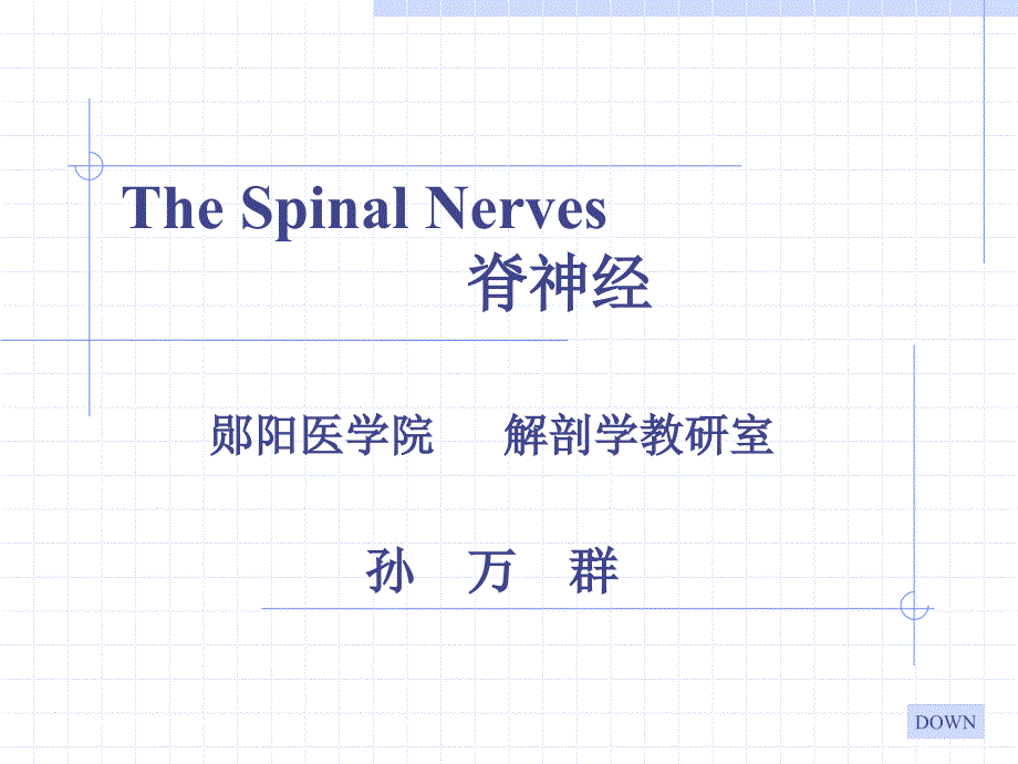 人体解剖学spinal nerves_第1页