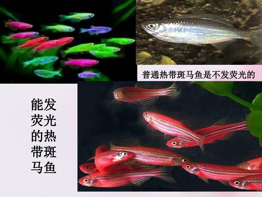 人教版高中生物必修二《基因工程及其应用》教案课件_第1页