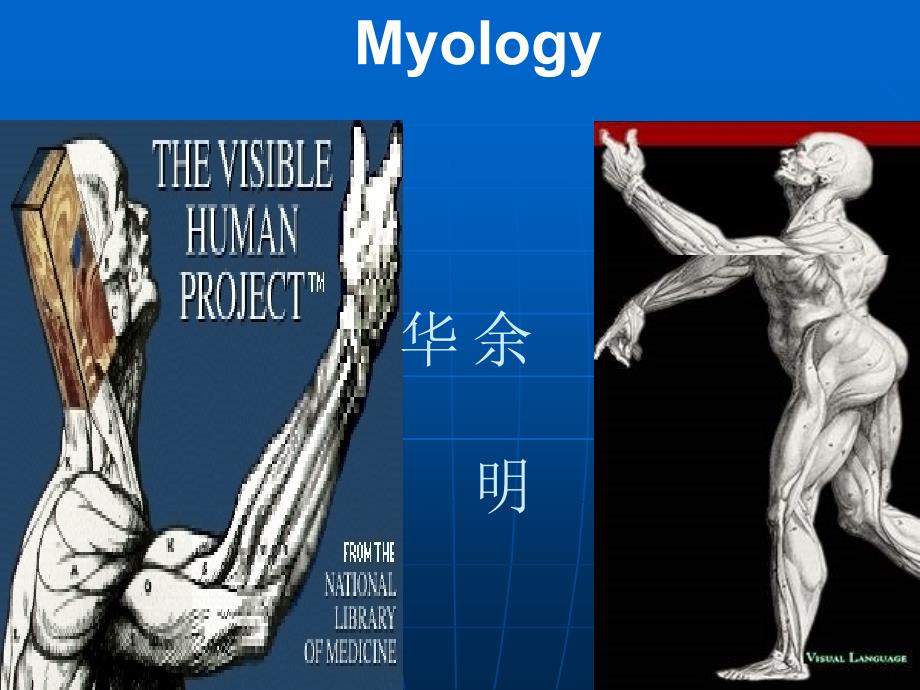 人体解剖学myology 1_第1页