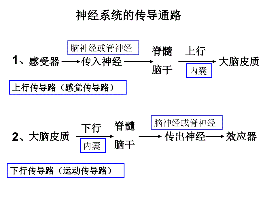 人体解剖--传导路_第1页