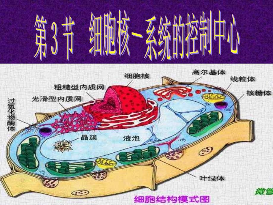 教育专题：细胞核系统的控制中心(1)_第1页