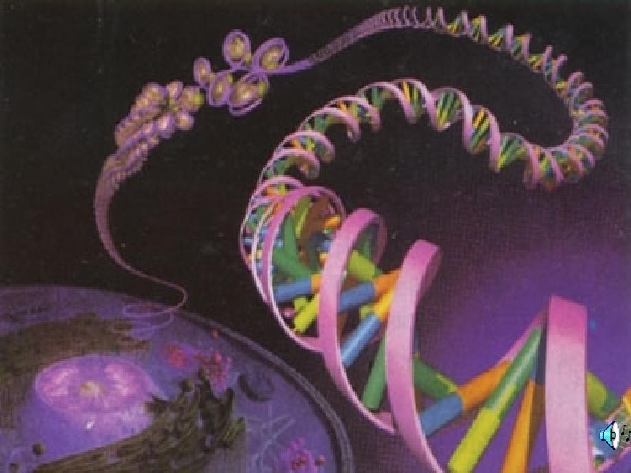 教育专题：八年级生物下册第四节人的性别遗传课件人教新课标版_第1页