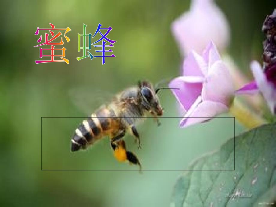 教育专题：14蜜蜂_第1页