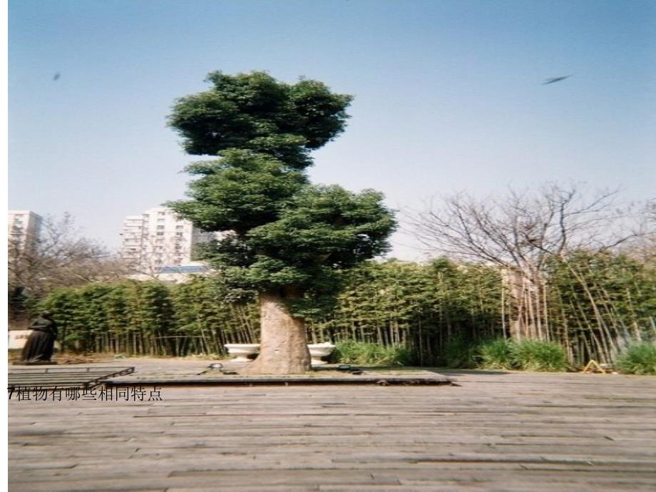 教科版小学科学三年级上册《植物有哪些相同特点》课件_第1页