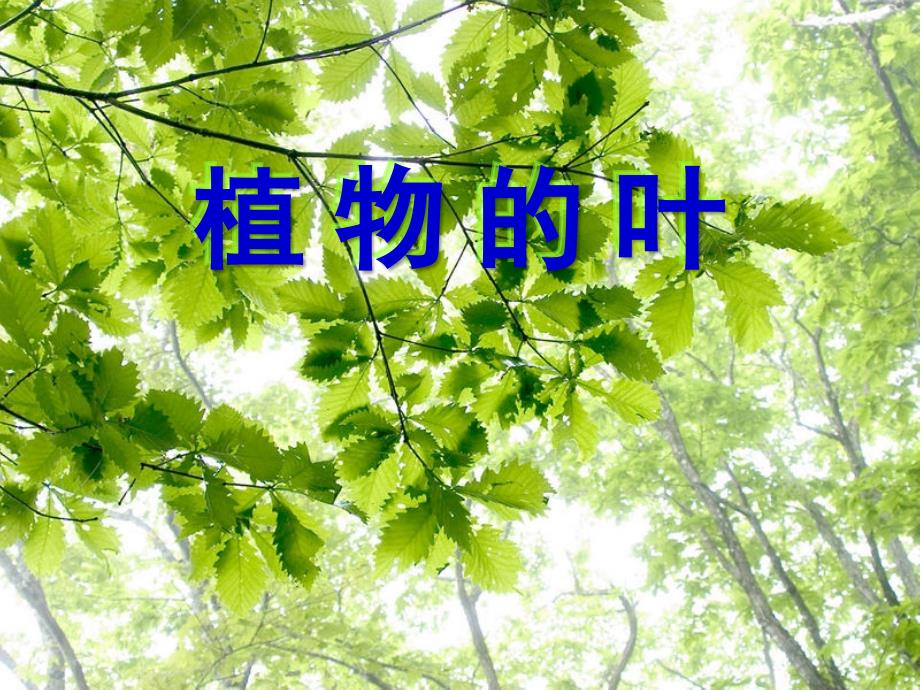 教育专题：三年级上第一单元《植物的叶》_第1页