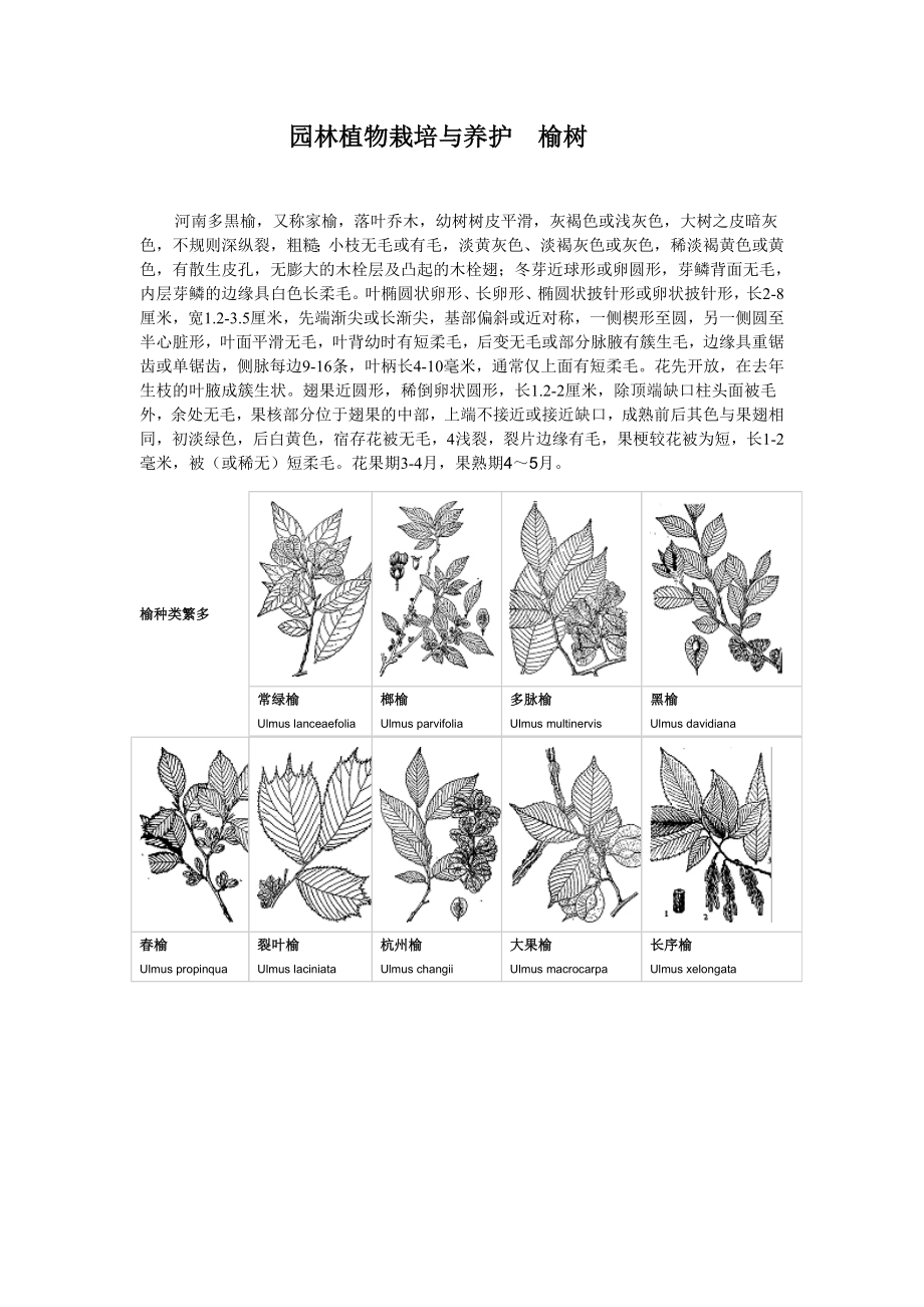 園林植物栽培與養(yǎng)護榆樹_第1頁