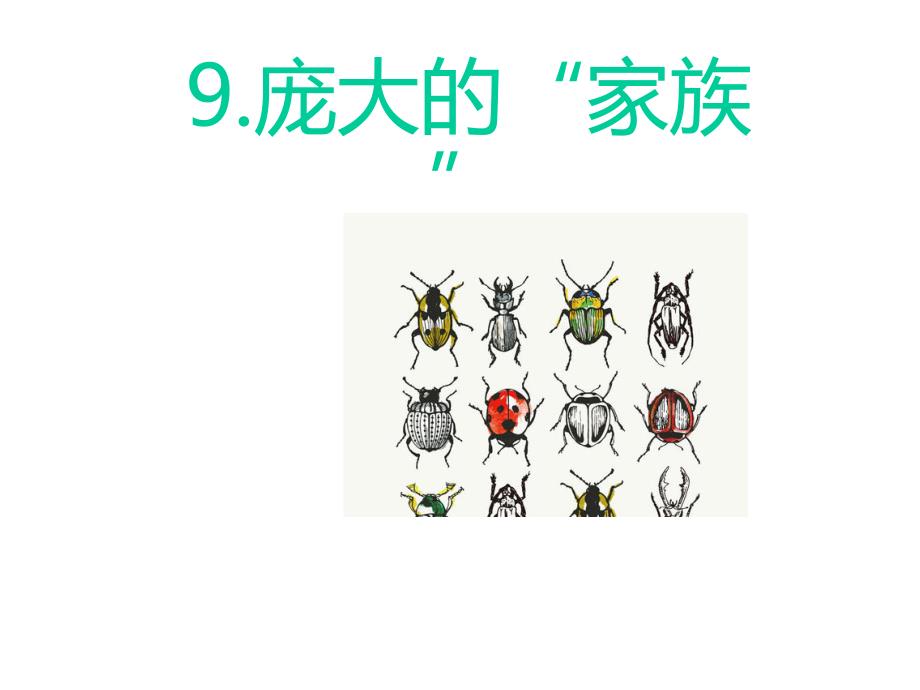 新苏教版四年级科学下册9庞大的家族课件_第1页