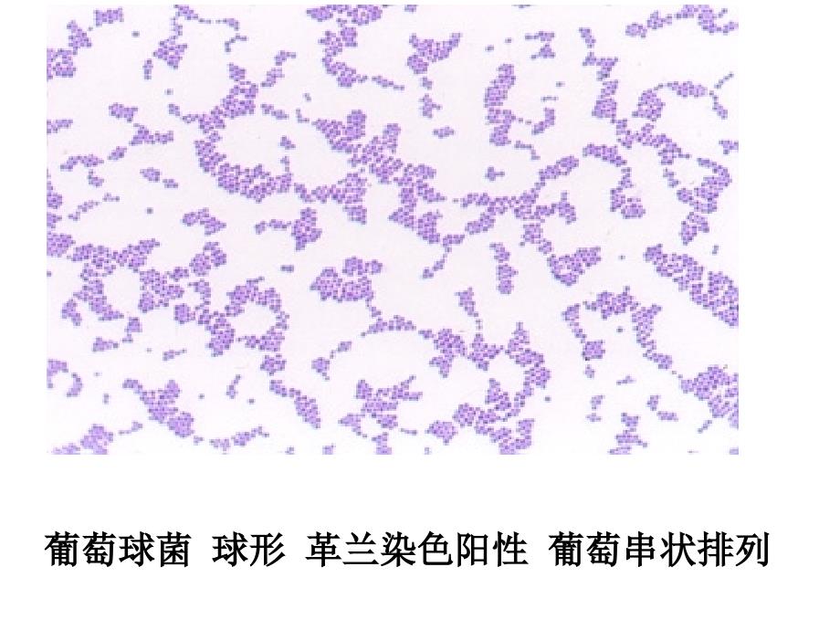 微生物学形态学示教_第1页