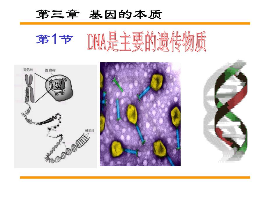 必修2 第3章 第1节 DNA是主要的遗传物质_第1页