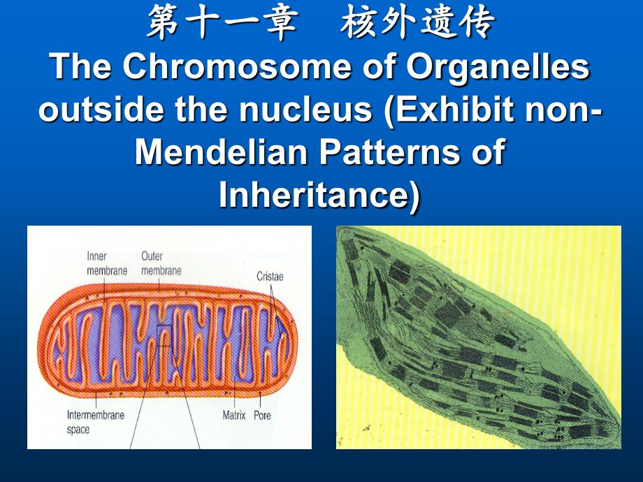 第十一章核外遗传_第1页