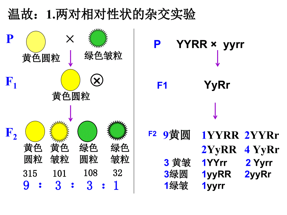 人教版教学课件第一章第一节孟德尔的豌豆杂交试验(一)--自由组合题型讲解_第1页