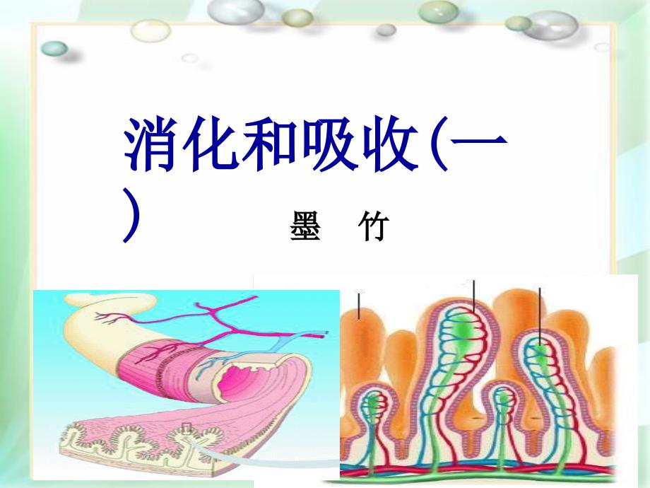 七年级生物下册消化和吸收复习课件_第1页