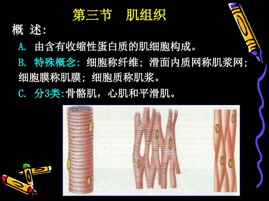 (人体结构学)第二章 基本组织 肌组织hf_第1页