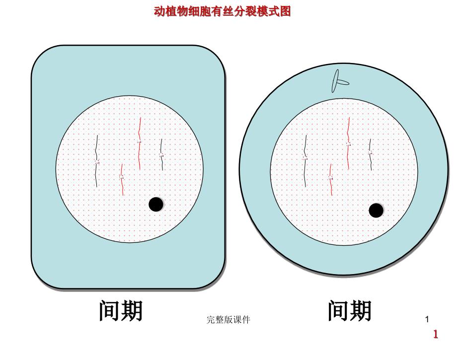 动植物细胞有丝分裂图(高一)课件_第1页
