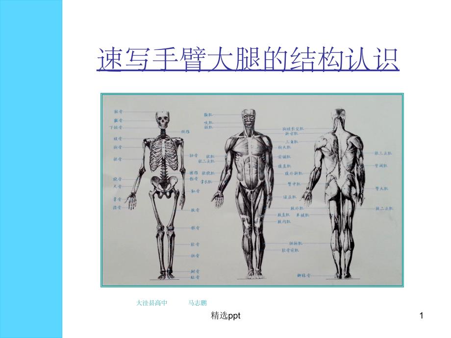 四肢结构认识课件_第1页