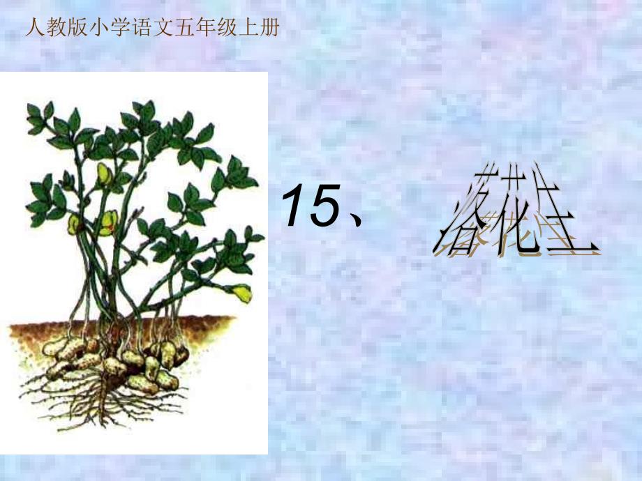 说课稿落花生ppt1_第1页