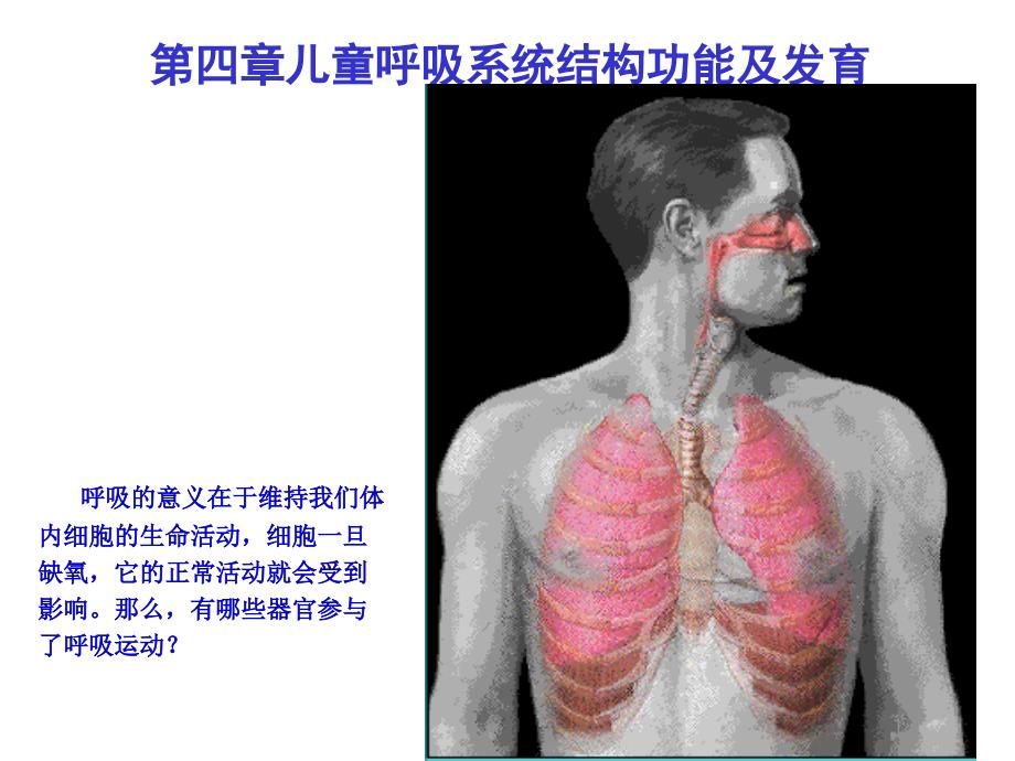 《第四章儿童呼吸系统的结构功能及发育》课件_第1页