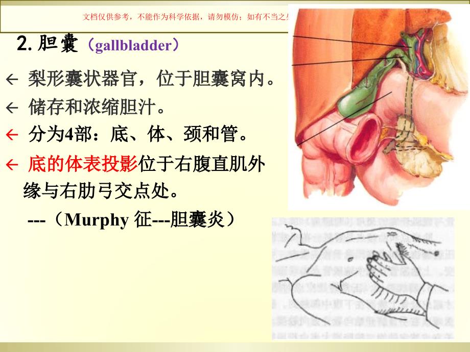 下腹部腹膜后隙培训课件_第1页