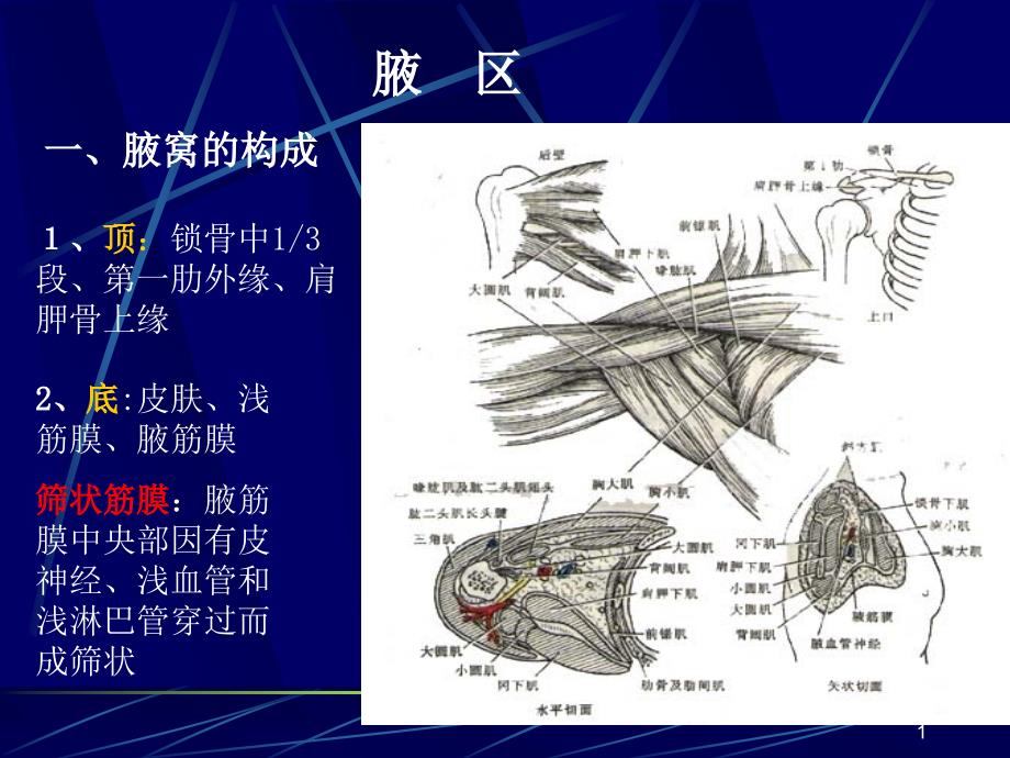 局部解剖学(上肢)_第1页