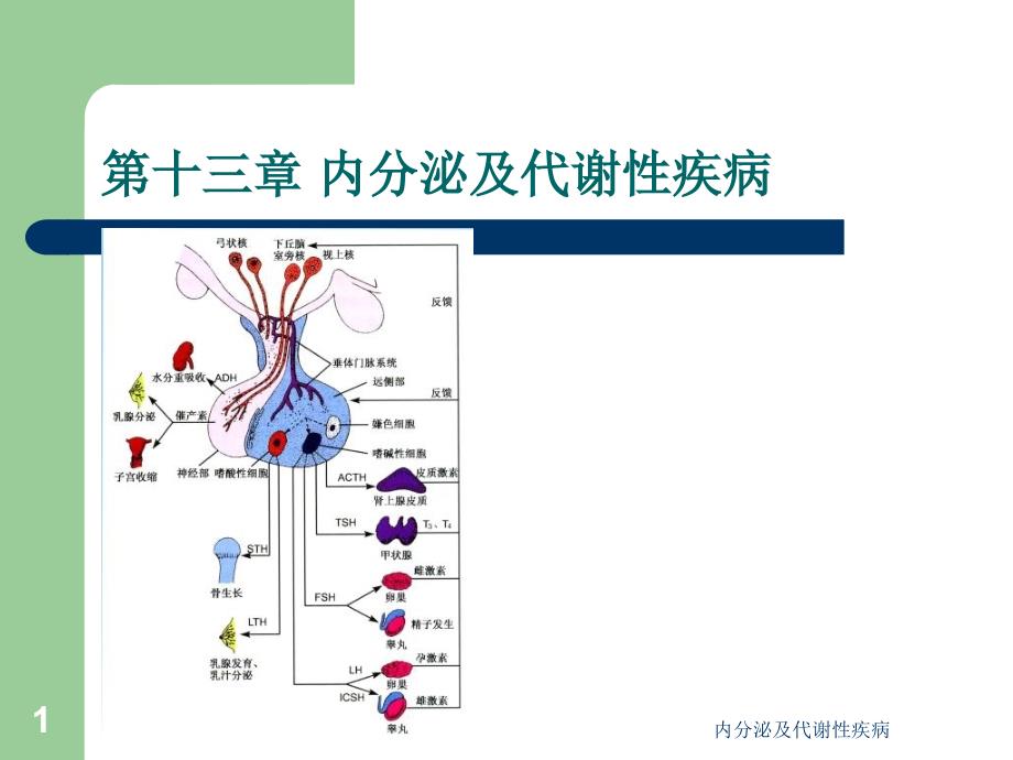 内分泌及代谢性疾病课件_第1页