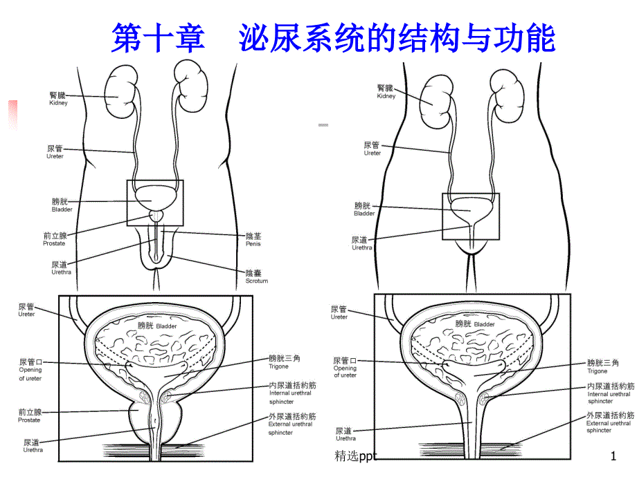 人体解剖生理学(泌尿系统)课件_第1页